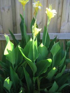 Yellow Canna Lilies - Flowering Plant - Excellent Condition