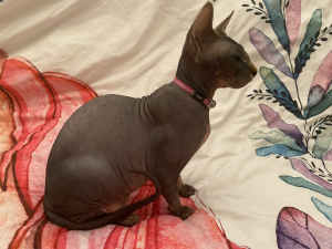Loving Home Wanted for Eight Month Old Sphynx Kitten 