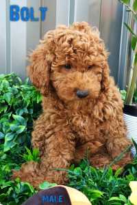 F1B Toy Cavoodle pups - Registered Breeder -DNA tested and health guar