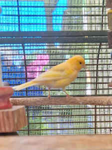 Male canary. Approximately 4 years old. Very good whistler