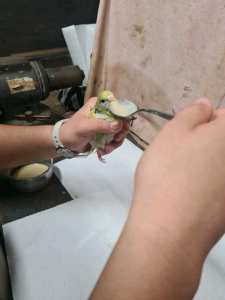 Hand tamed baby budgies