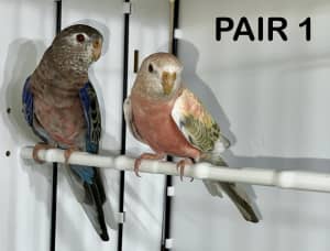 Bourke’s Parrots - pairs!