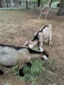 Rangeland goats 1 billy, 1 doe, bonded pair, (Billy and Daisy)