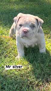 American Bully puppies 