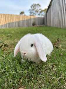10-week-old Purebred Mini Lop Rabbits