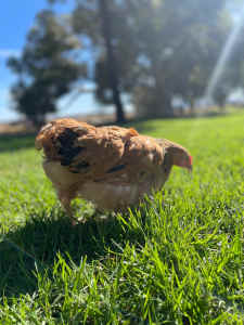 Purebred Buff Sussex Pullets