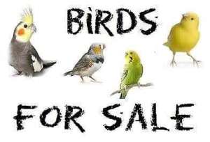 -------- VARIETY OF BIRDS FOR SALE --------