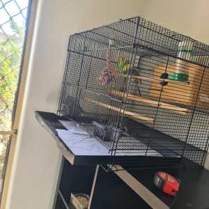 Medium Size cage with budgies