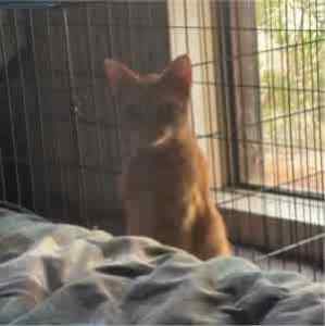 Autumn - Perth Animal Rescue Inc vet work cat/kitten