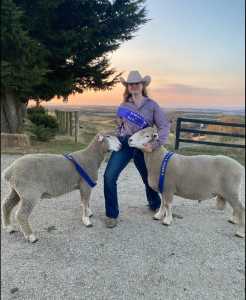 Free Purebred Corridale Sheep to good home