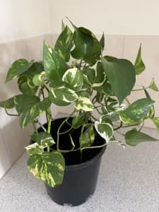 Devil’s Ivy plant in pot