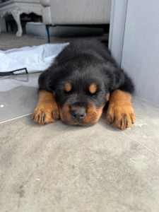 LAST MALE LEFT PURE BRED ROTTWEILER PUPPY FOR SALE PICK OF THE LITTER