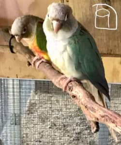 Bonded Greencheek Conure Pair - Priced for Selling