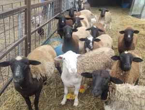 Dorper X sheep for sale , ewes ,/ lambs