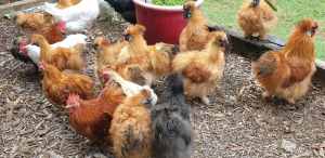 Silkie and Pekin Roosters for sale