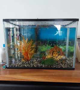 Tropical fish tank 
