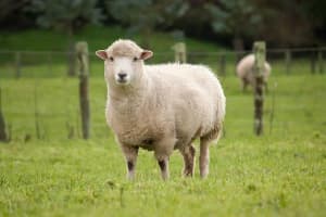 Sheep manure weed free 