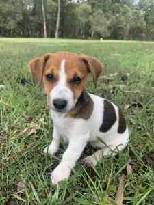 Pure Bred Female Jack Russell Ready now