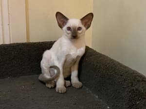 Pure-bred Siamese kitten ready for his new home now