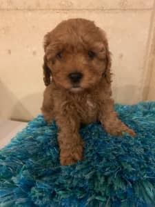 Adorable female Cavoodle Ready Now