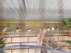 Gouldian Finches and Parrot finches