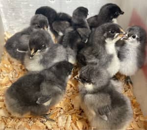Pure Breed Australorp Chicks!! 4 colours Available!!
