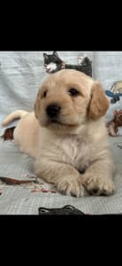 Mini Labradoodle Pups (Labrador Retreiver x Poodle)