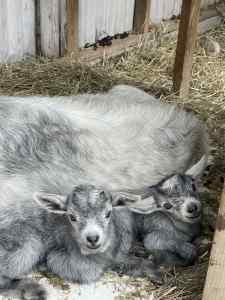 Goat herd for sale//babies//does