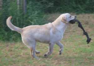 Purebred ANKC MAINS Registered Labrador Females