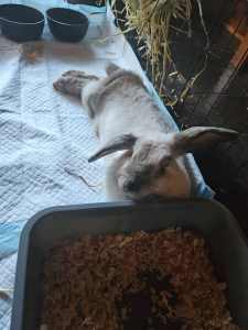 Mini lop eared Rabbit