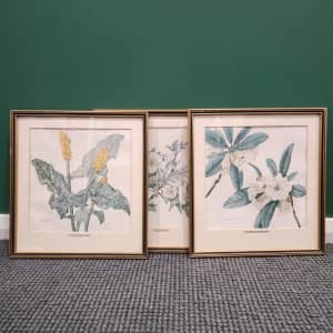 Set of 3 vintage framed botanical art prints