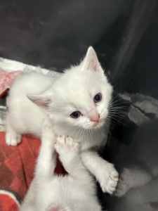 Blue-eyed white kittens cute