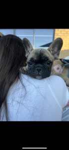 French Bulldog x3 Puppies left 28th March 