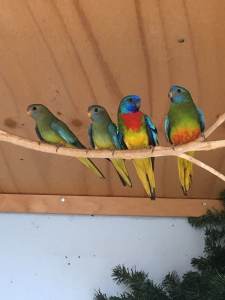 Scarlet chested parrots