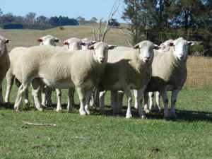Quality White Suffolk rams available