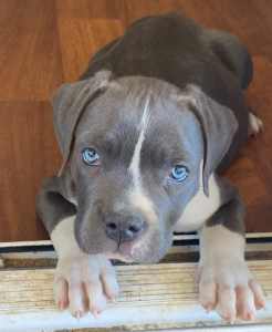 Pure bred blue American Staffordshire Terrier puppies