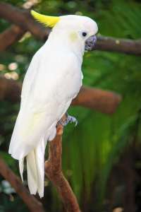 white Cockatoo