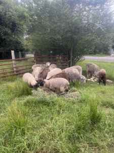6 wooly sheep! CHEAP lamb and sheep 🐑