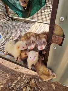 Ferrets for sale 