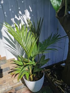 Bangalow palm tree available with the pot