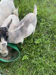 Pygmy and miniature goats herd reduction 