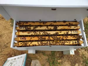 Bees Available Now - Adelaide Hills