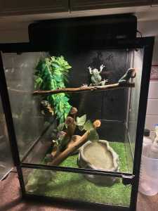 3x green tree frogs tank with full setup