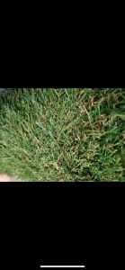 Best Looking Synthetic Grass out there 4m x 3.6m