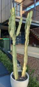 Ammak cactus/cacti -excellent condition 