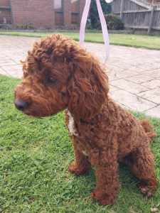 Female Cavoodle Adult for Guardian Home