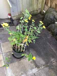 Chrysanthemum yellow pot plant free