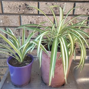 Spider Plants for Sale 