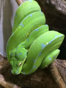 Wanted green tree python