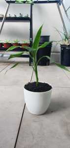 Lucky Bamboo Offshoot in Pot for Sale!